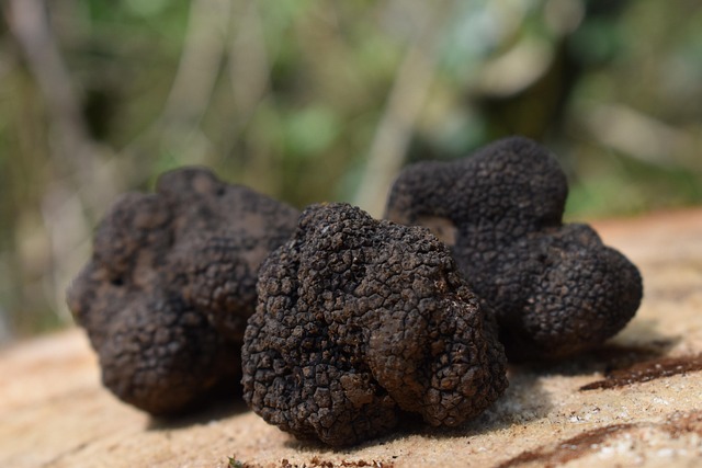 Trufa Deshidratadas - Laminas De Trufa Deshidratadas